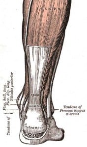 achilles tendon 177x300 How Olive Oil and Candle Light Can Help with Achilles Heel Tendonitis
