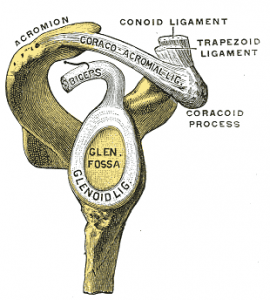 Shoulder_Impingement_Exercises Shoulder Impingement Exercises 270x300 3 Ways the Rotator Cuff Could be Causing Your Clients Shoulder Impingement
