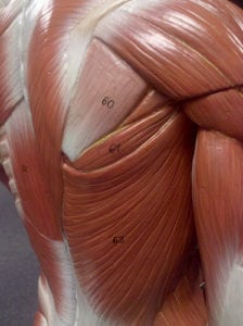 shoulder injury exercises 224x300 Looking Beyond the Shoulder Injury