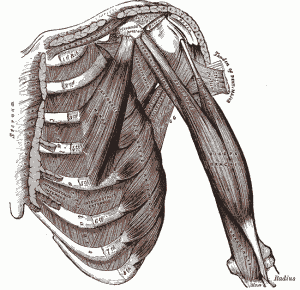 Anatomy of Shoulder Impingement 300x290 What is Shoulder Impingement?