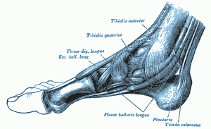 Plantar Exercise Gray1242 300x183 Causes of Plantar Fasciitis