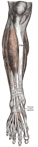 Plantar Exercises Gray437 78x300 What is Plantar Fasciitis?