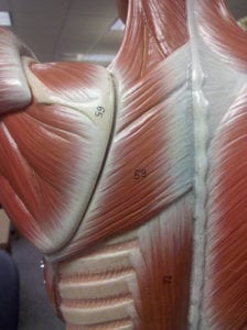 scapular muscle exercises 224x300 Scapular Muscle Keys to Remember When Doing the Lats Pulldown Exercise