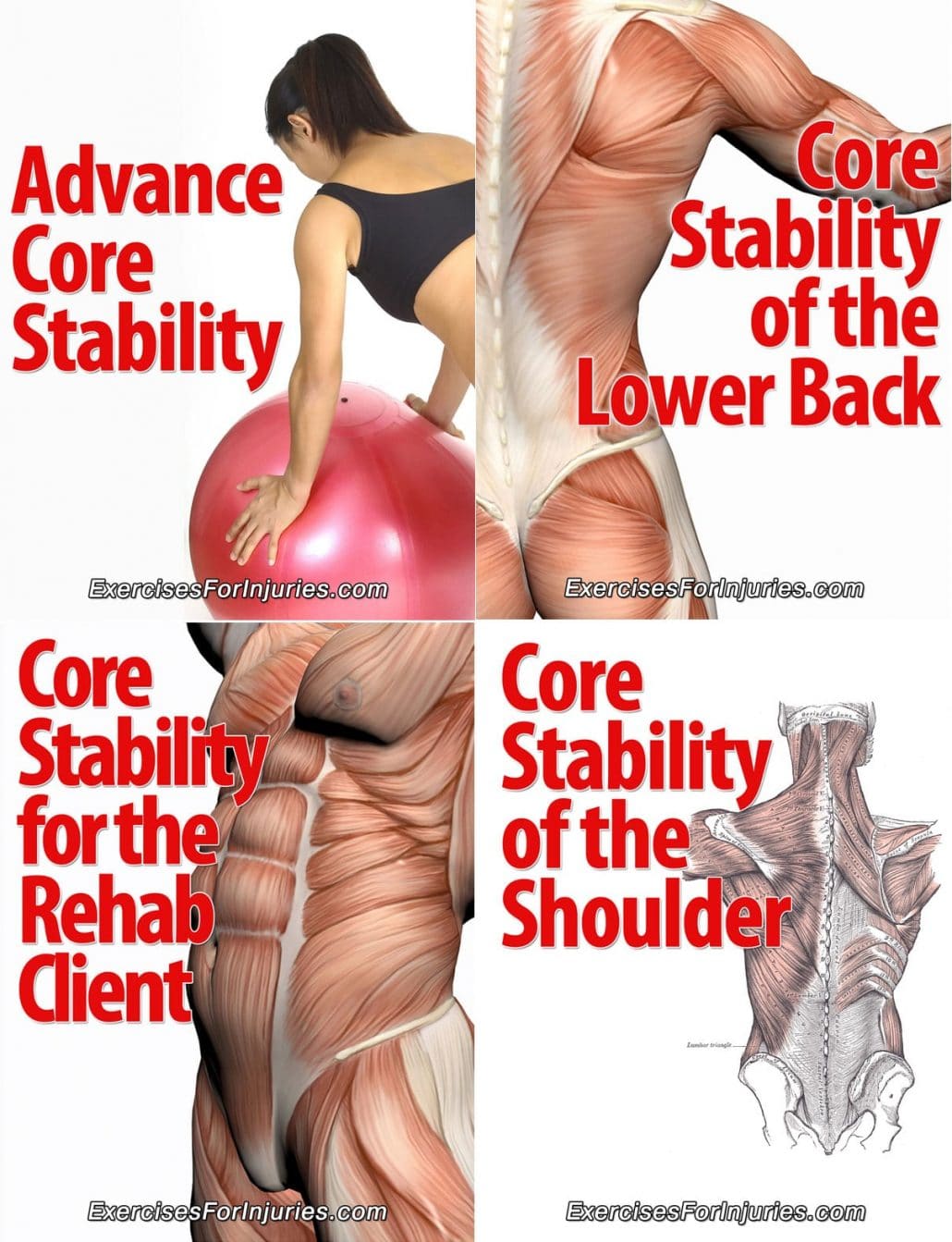 Core Stability Courses Fitness Education Courses