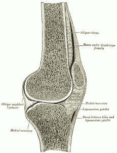 Knee Anatomy 231x300 Overview of Knee Pain (Part 1)