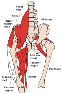 Anterior Hip Muscles 2 200x300 Why the Psoas Isn’t the Devil