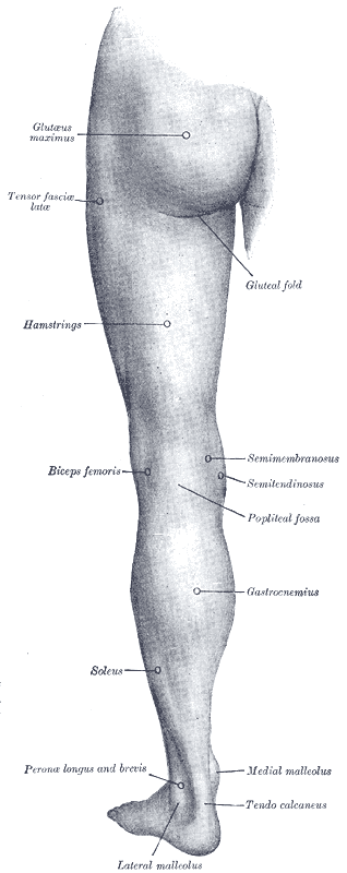Gray1239 Muscle Imbalances Part 2: The Long and Short of It