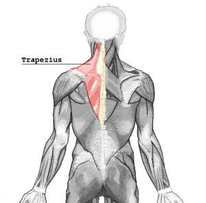 Trapezius 300x296 Focus on Scapular Muscles