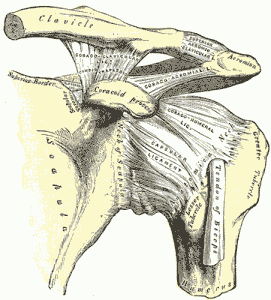 Acromioclavicular Joint1 271x300 What Causes Shoulder Pain?