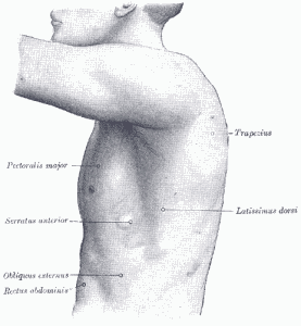 Gray1215 277x300 What Causes Shoulder Pain?