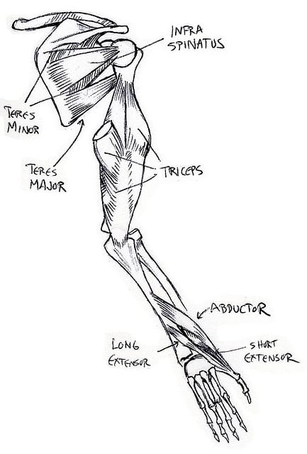 scapular muscles Scapular Muscles