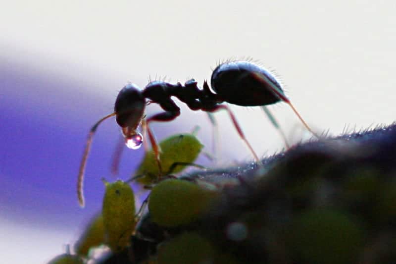 4 Herbs to Skyrocket Your Strength and Power Black Ant 4 Herbs to Skyrocket Your Strength and Power