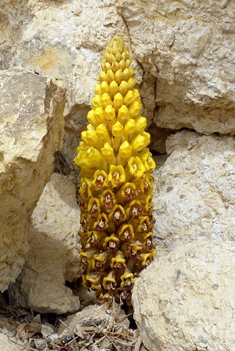 4 Herbs to Skyrocket Your Strength and Power Cistanche 4 Herbs to Skyrocket Your Strength and Power