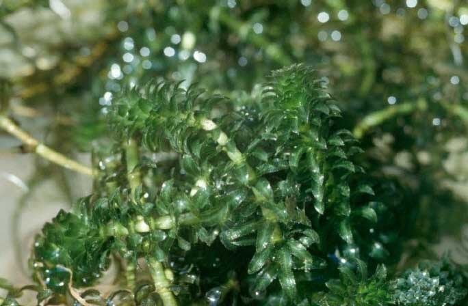 4 Herbs to Skyrocket Your Strength and Power Hydrilla 4 Herbs to Skyrocket Your Strength and Power