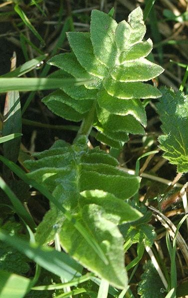4 Herbs to Skyrocket Your Strength and Power Maral Root 4 Herbs to Skyrocket Your Strength and Power