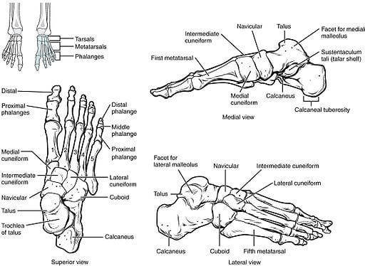 7 Keys to Your Foot Health 812 Bones of the Foot 7 Keys to Your Foot Health