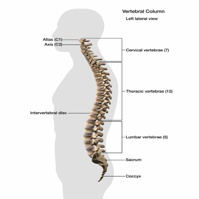 THe Anatomy of the Spine - Exercises For Injuries