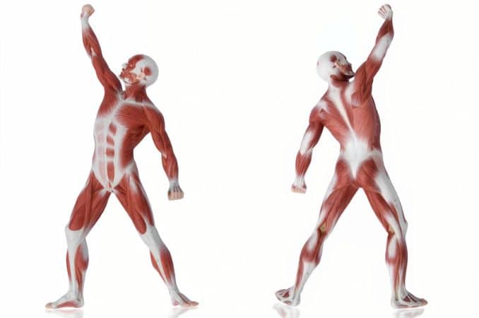 What’s the Strongest Muscle in the Human Body?