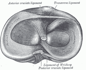 Menisucs Knee Pain Injury