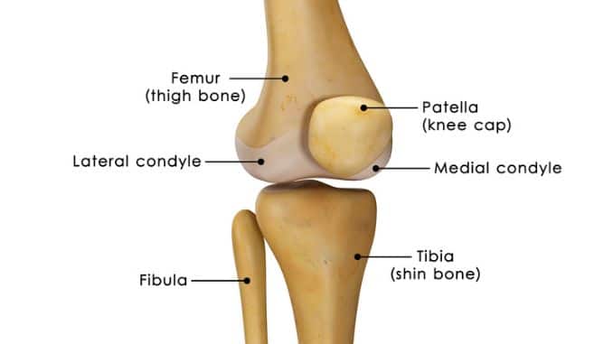 knee anatomy