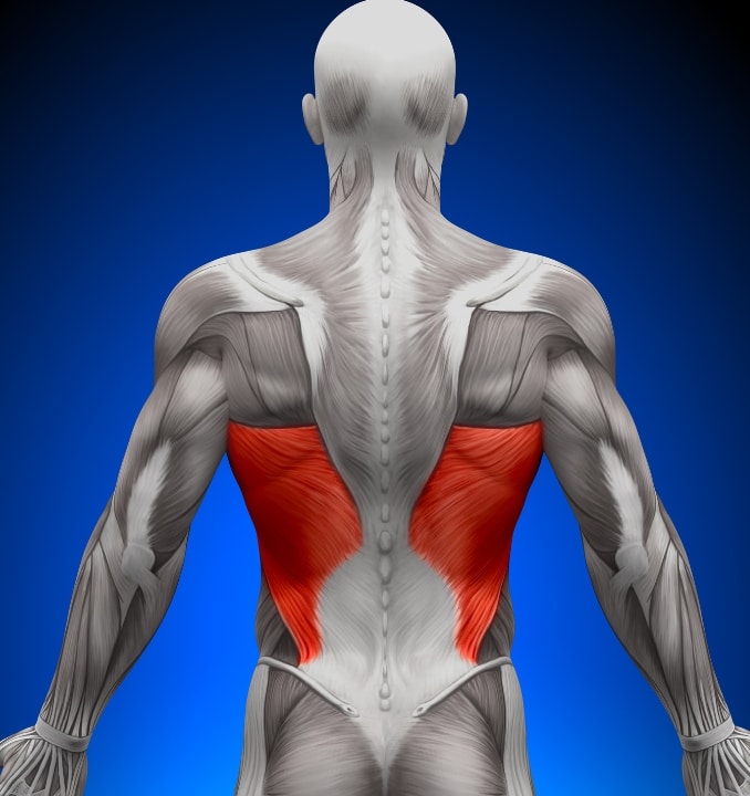 Anatomy of the Upper Lats