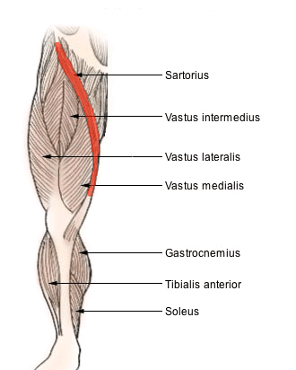 How to Foam Roll Your Sartorius Muscle - Exercises For Injuries