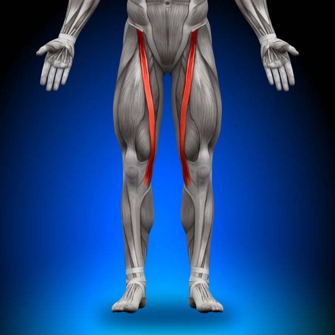 Sartorius Muscle Anatomy 