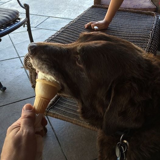 Dog Stealing Icecream