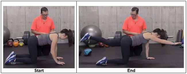 Bird Dog Exercise