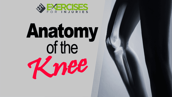 Anatomy of the Knee