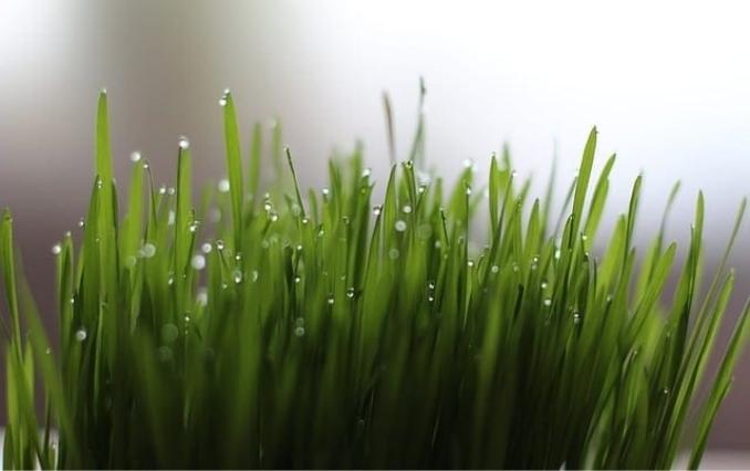 Wheatgrass Juice