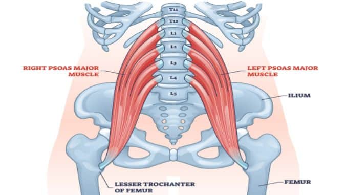 psoas muscle