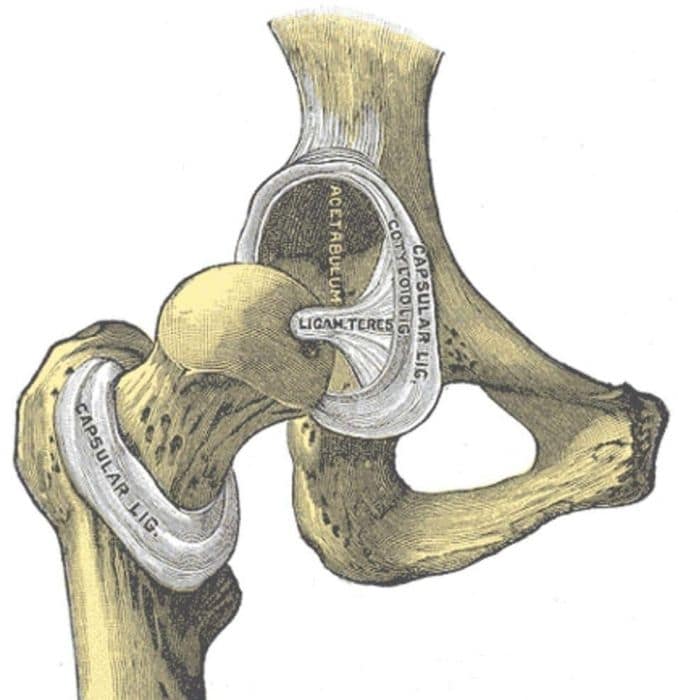 ligament - anterior femoral glide syndrome