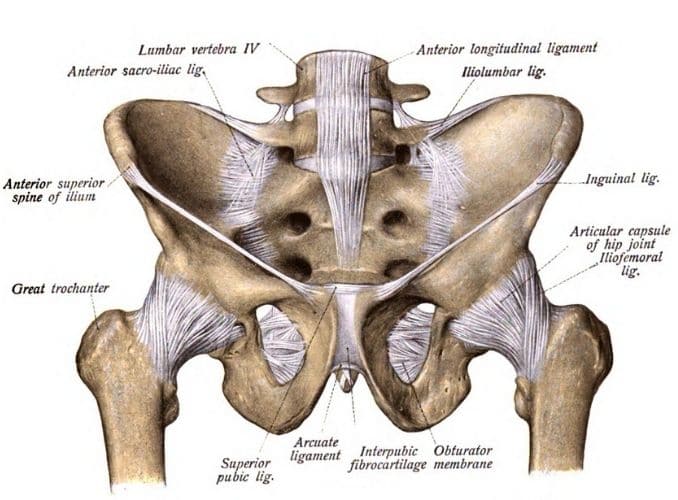 What Is the Anterior Femoral Head?