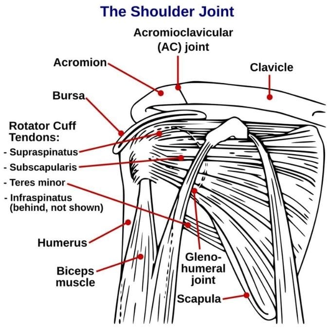 Shoulder joint