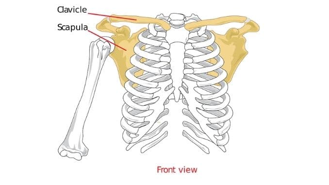 shoulder-biology