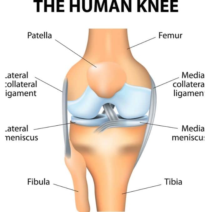 Human Knee joint anatomy