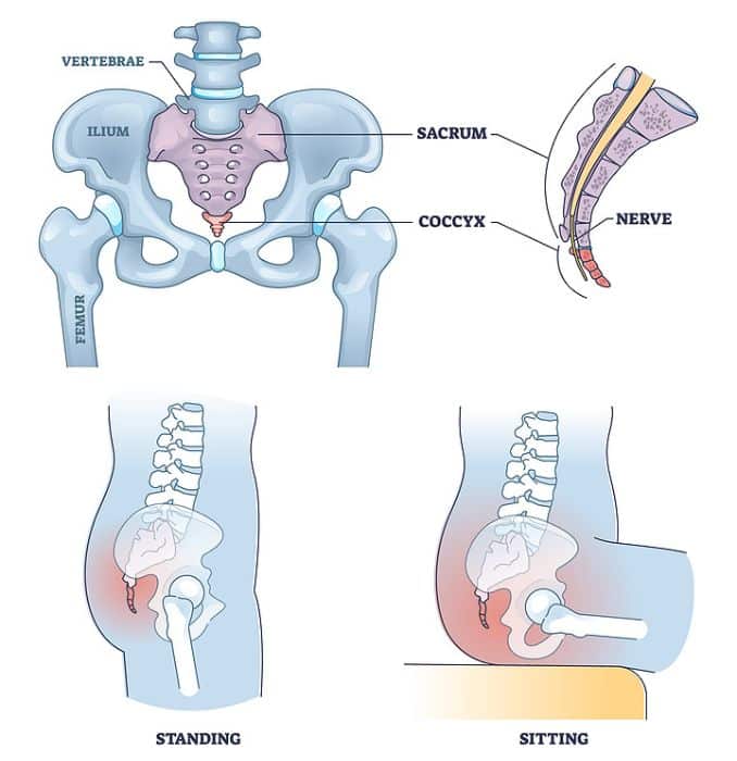 the coccyx- stretches for tailbone pain