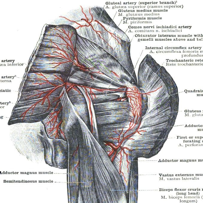 anatomy of gluteal region - fix a flat ass