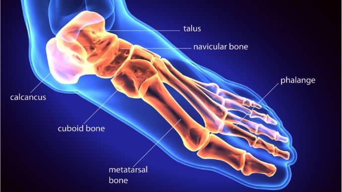 anatomy of the foot