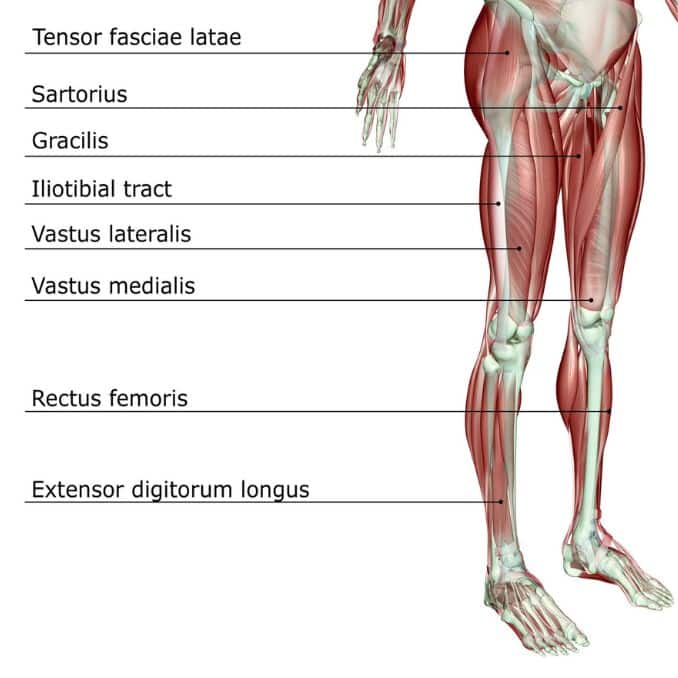 anatomy of hip muscle - Tight Hip Flexors Exercises