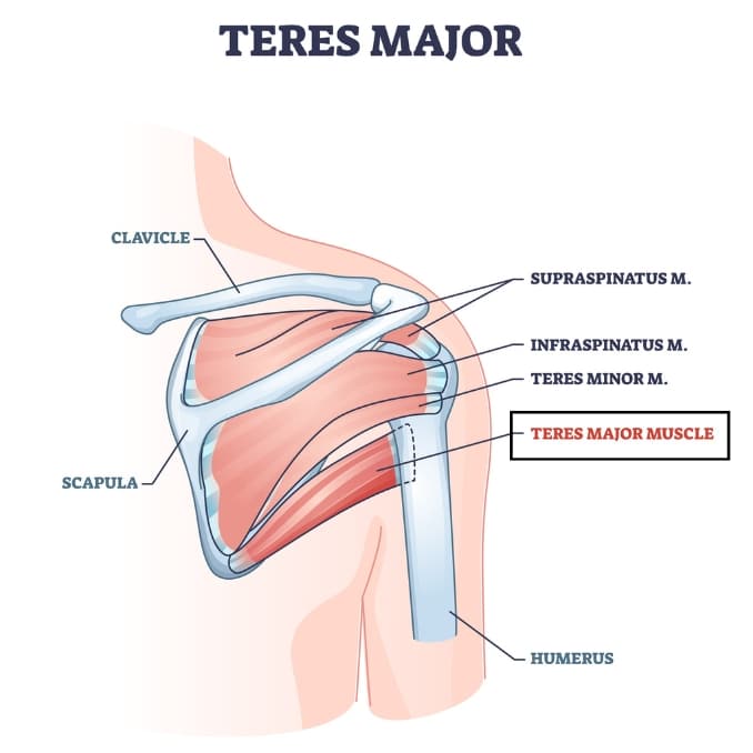Teres Major Muscle